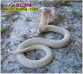 眼镜蛇种群分布