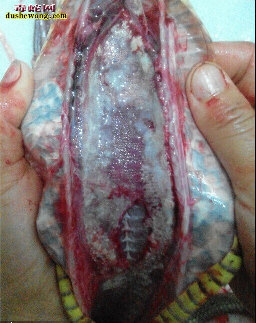 养蛇场三大蛇病治疗处方
