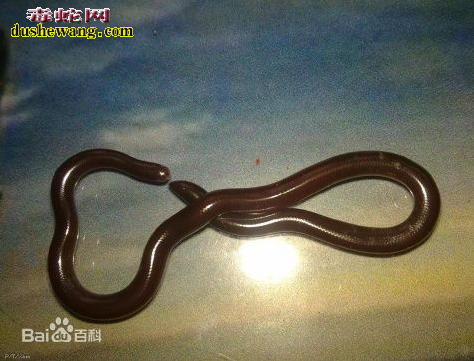 出售盲蛇 哪里可以买到盲蛇