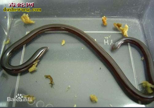 出售盲蛇 哪里可以买到盲蛇