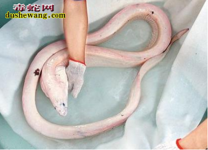 巨大海蛇,巨大海蛇的故事