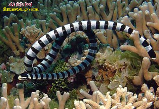 世界上最毒的蛇，贝尔彻海蛇