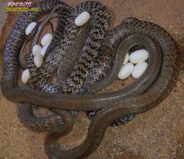 水律蛇第一次生的蛋可不可以出蛇苗