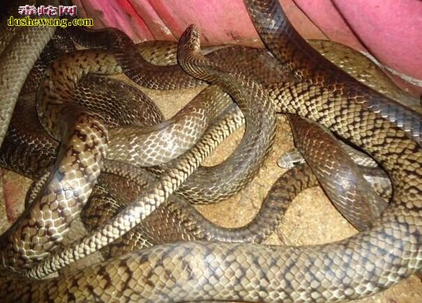 滑鼠蛇的养殖