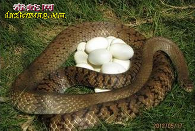 滑鼠蛇繁殖