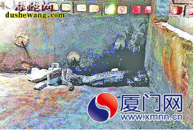 蟒蛇吞猪图片，蟒蛇吃猪视频