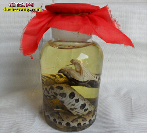 白花蛇泡酒