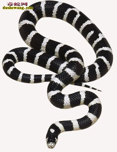 黑白王蛇，银环蛇
