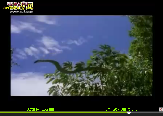 会飞蛇