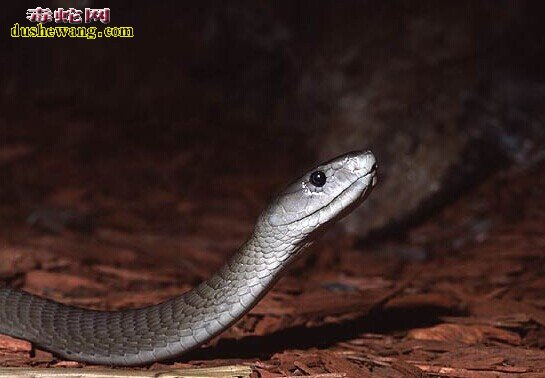 黑曼巴蛇分布地区，黑曼巴蛇生活在哪里