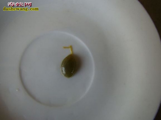 蝮蛇胆 蝮蛇胆的功效与作用