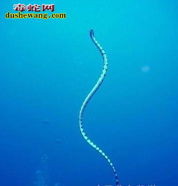 钩鼻海蛇