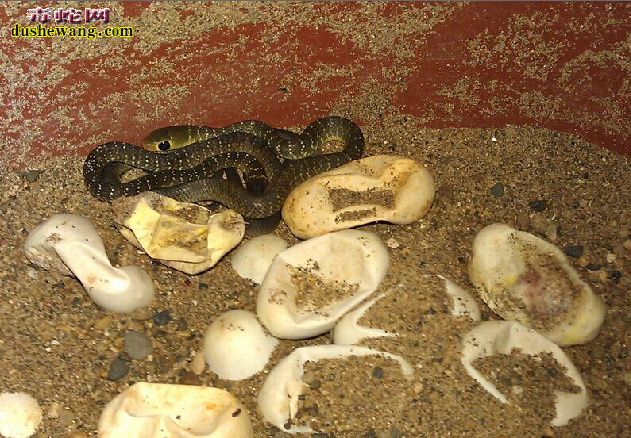 水律蛇蛋孵化
