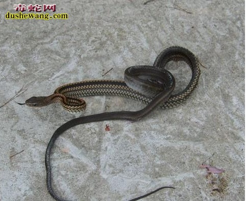 乌梢蛇炖鸡