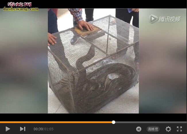 东莞花园惊现2米巨蟒 “蛇王”出售擒获!