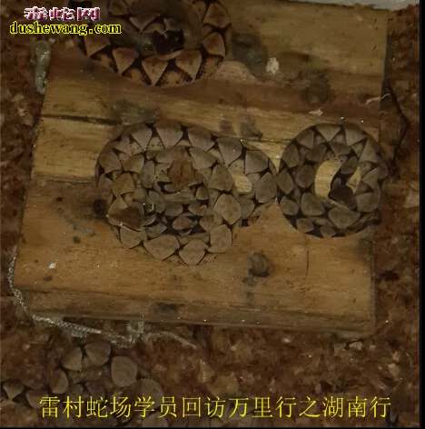 广西雷村蛇场-回访学员万里行之湖南【二】