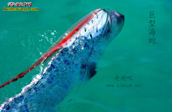 巨形海蛇