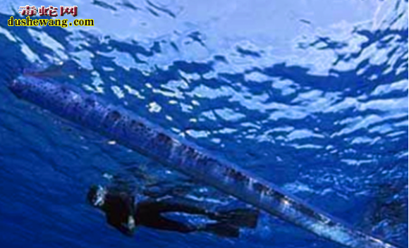 巨形海蛇