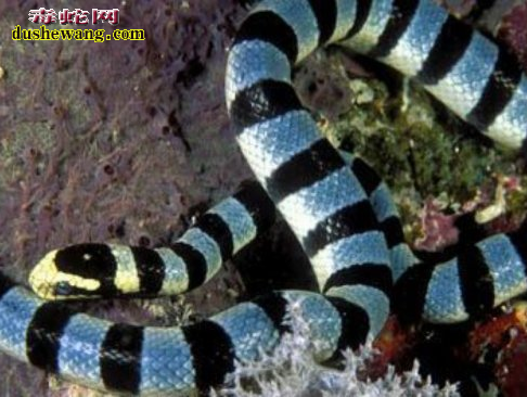 灰蓝扁尾海蛇 灰蓝扁尾海蛇有没有毒