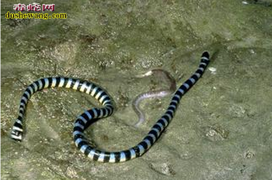 灰蓝扁尾海蛇 灰蓝扁尾海蛇有没有毒