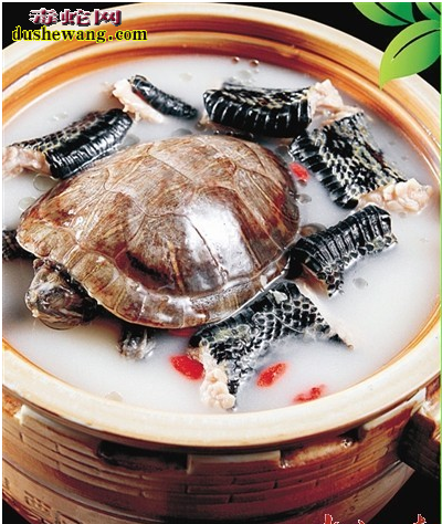 炖蛇肉,炖蛇肉做法