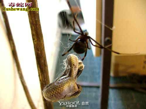 巨型蜘蛛吃掉活蛇 鸟和老鼠却成了蛇美餐