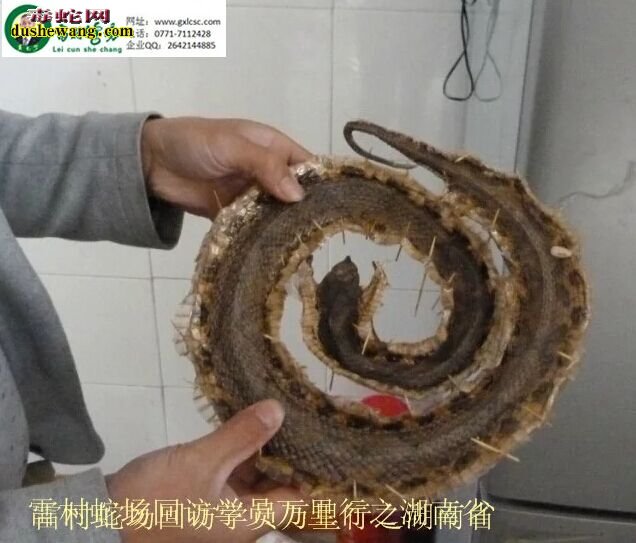 广西雷村蛇场,养蛇技术培训