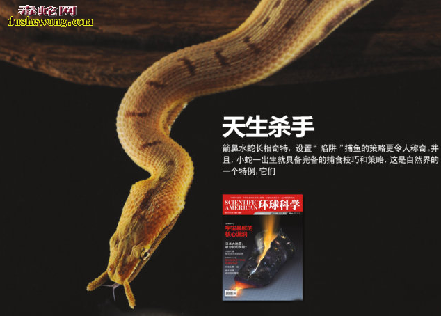 神奇的箭鼻水蛇利用触角捕捉食物