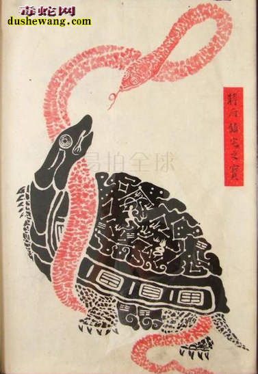蛇和龟逛公园