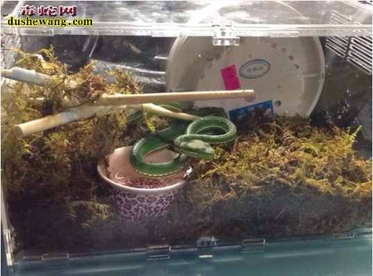 翠青蛇是不是竹叶青