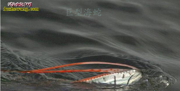 1962海蛇