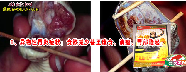 养蛇场，蛇病毒性疾病防治