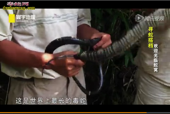 人蛇大战视频,抓眼镜王蛇
