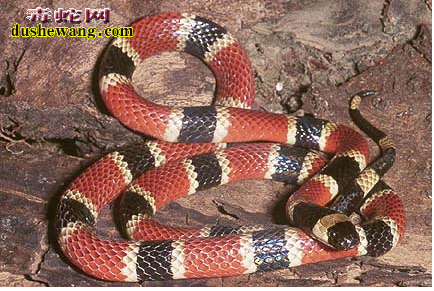 珊瑚蛇和奶蛇有什么区别