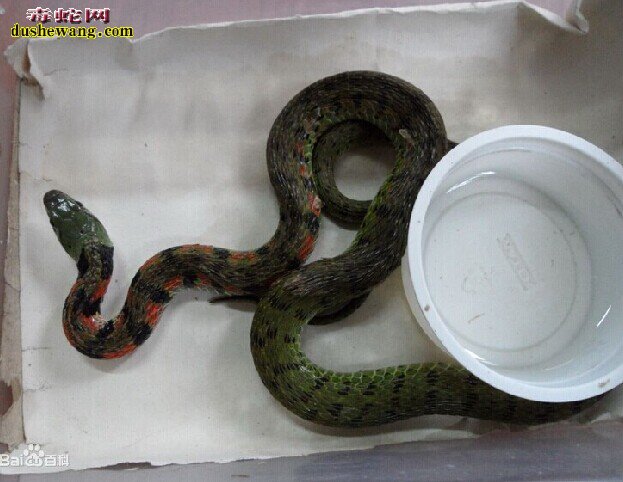 宠物虎斑游蛇的饲养