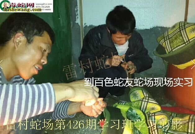 广西雷村蛇场