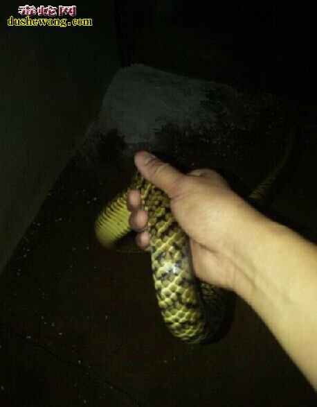 滑鼠蛇有毒吗