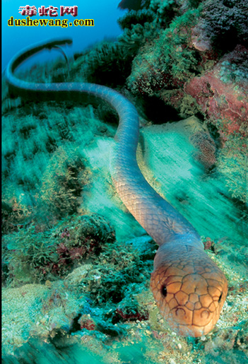 橄榄海蛇图片