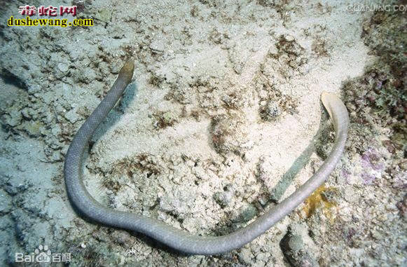 橄榄海蛇图片