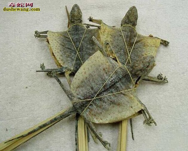 蛤蚧蛇图片