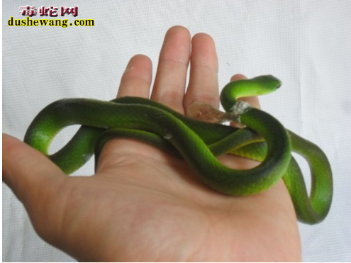 翠青蛇怎么开食？