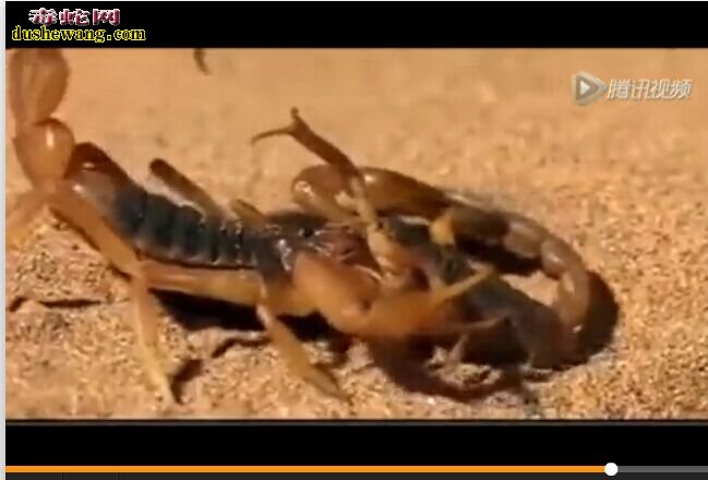 全球5大最毒动物：子弹蚁居首！