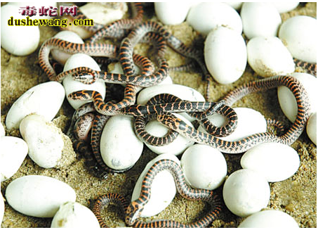 【赤练蛇孵化】赤练蛇孵化方法及注意事项