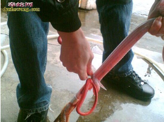【蛇肉烧法】教你蛇肉怎么做好吃?
