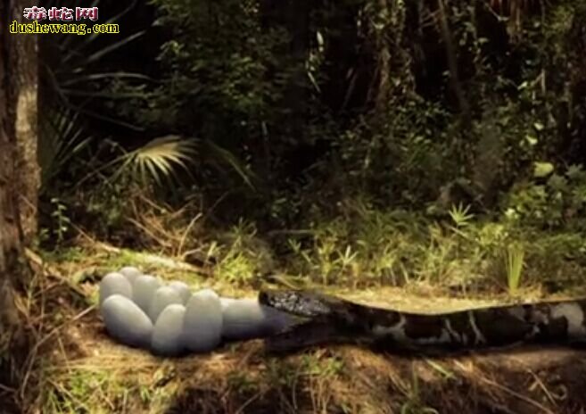 【科幻蟒蛇】恐怖的科幻蟒蛇视频观看