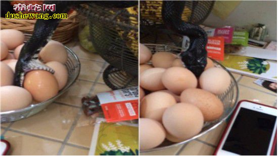 实拍:蛇入厨房偷食鸡蛋视频走红网络