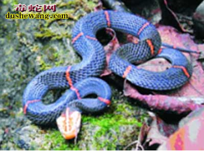 【蝰蛇科毒蛇】有哪些种类?