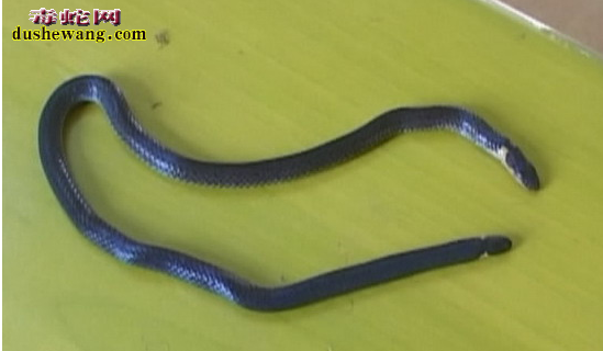 【钝尾两头蛇分类】钝尾两头蛇有哪些种类