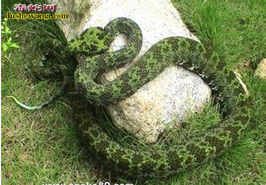 【莽山烙铁头蛇市场价】被称为世界上最贵的蛇莽山烙铁头蛇!