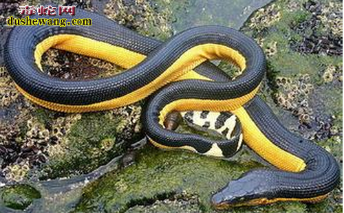 【海蛇有毒吗】最毒的海蛇是什么可以吃吗？